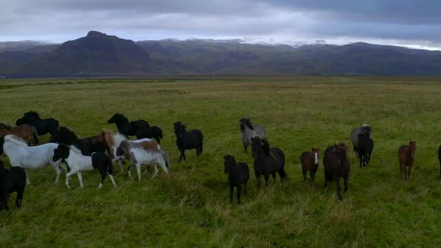 Aerial panoramic slow motion landscape of galloping herd of horses