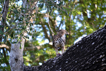 Sri Lanka, eagle in Yala National Park
