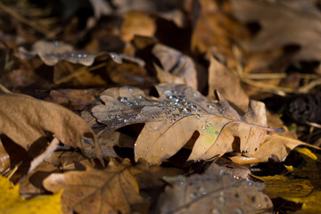 fallen orange oak leaves with water drops selective focus