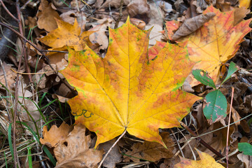 Naklejka na ściany i meble fallen autumn yellow maple leaf on ground