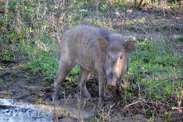 Sri Lanka, pig in Yala National Park
