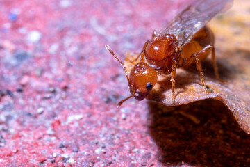 termites macro view on top of a colored rock