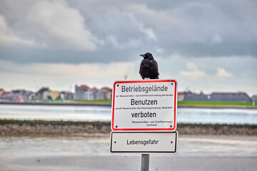 Eine Krähe sitzt auf einem Verbotsschild nahe der Kugelbake an der Elbmündung in Cuxhaven.