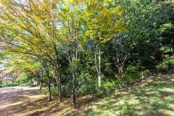 万福寺檜山公園（神奈川県川崎市麻生区万福寺）