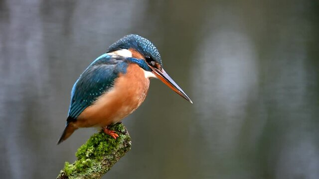 Eisvogel sitzt an einem See 