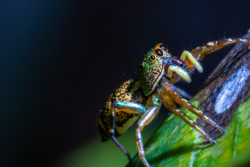 colorful spider on top of a leaf with black background