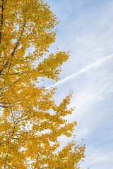 Autumn scenery of Yuehu Park in Wuhan, Hubei, China