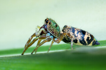 side view colorful spider on top of a green leaf