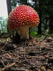 Beautiful red attractive fly agaric (amanita muscaria) poisonous mushroom in deep forest , close up shot