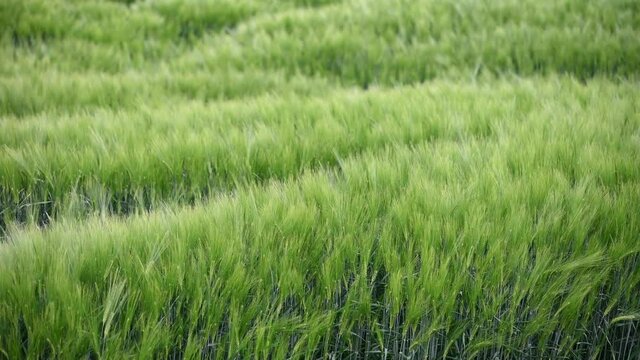 Beautiful green field of fresh barley cereals. Background