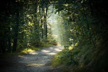 Foto auf Leinwand light in the forest © hugo