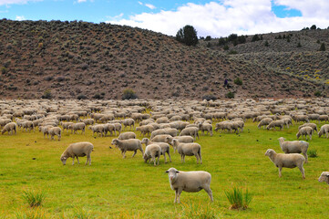 A flock of sheep grazing amidst the hills and green fields on the road to Bodie State Historic Park, a gold rush ghost town located east of the Sierra Nevada of California, western USA