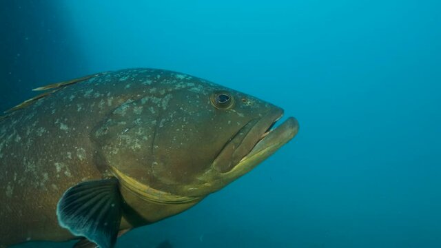Big grouper in troubled waters swimming above seabed. Dusky Grouper (Epinephelus marginatus). Close-up, Slow motion. Mediterranean sea, Cyprus