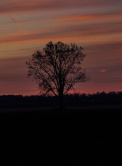 Fototapeta na wymiar sunset in the trees