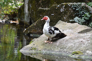 duck in the pond
