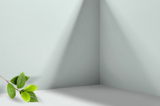 Simple Background Image  - Perspective Of Corner Of Room With Shadows From Different Angles Delicate Light Pistachio Color. Branch With Fresh Green Leaves In Corner Of Image.