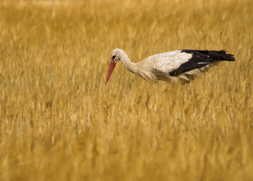 Bocian Bilder Durchsuchen 2,322 Archivfotos, und