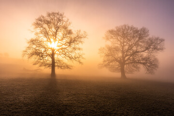 Fototapeta na wymiar Trees and mist