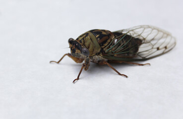Cicada Insect on White Paper Background Close up