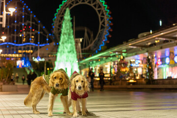 東京ドームシティウィンターイルミネーション／ゴールデンレトニエル