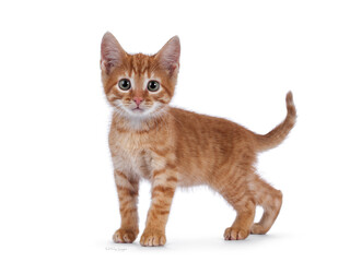 Cute little red house cat, standing side ways. Tail fierce up. Looking curious towards camera. Isolated on a white background.