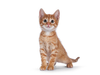 Cute little red house cat, standing facing front. Looking curious up above the camera. Isolated on a white background.