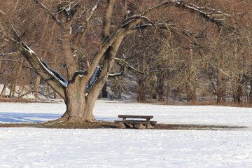 A wooden bench and table under the big tree covered by snow in the park at Brno, Czech republic