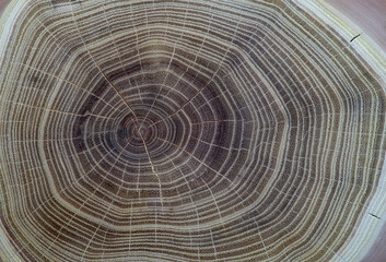 Wood texture. Wood background close up. Slice of a tree.