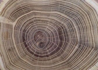 Wood texture. Wood background close up. Slice of a tree.