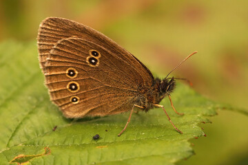 Closeup on a brown Ringlet butterfly, the Aphantopus hyperantus, sitting on a green leaf