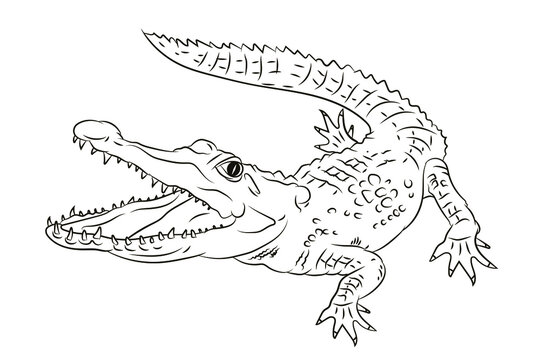 Vector image of a crocodile. Black and white drawing coloring book for children. Emblem.