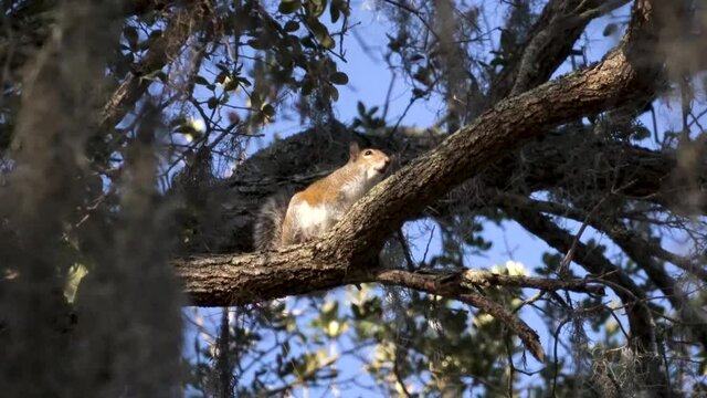 Brown squirrel perched on a tree limb in a spot of sunlight making calling sounds; west coast of Florida  