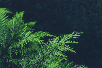 Beautiful green  leaves of Thuja trees on a black background. Thuja  is an evergreen  tree. Beautiful green natural background with copy space. Natural needles backdrop, bright evergreen texture