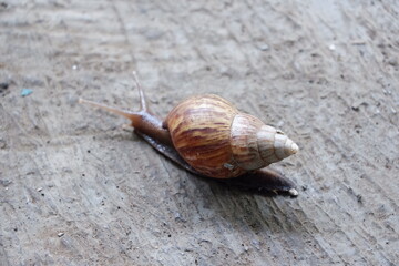 a snail with a rough wall background