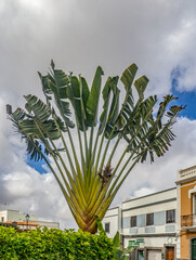 Gebäude und Pflanzen in der kleinen Stadt Mona auf der Kanaren Insel Gran Canaria