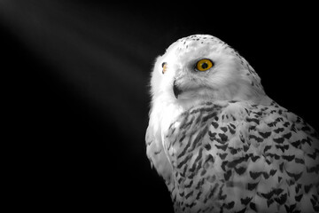 Owl bird wildlife animal , eye 