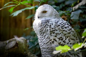 Owl bird wildlife animal , eye 