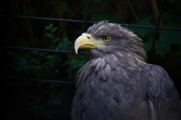 Vulture eagle , wildlife predator bird