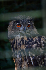 Owl bird wildlife animal , eye 