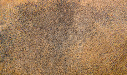 Skin of a antelope, background
