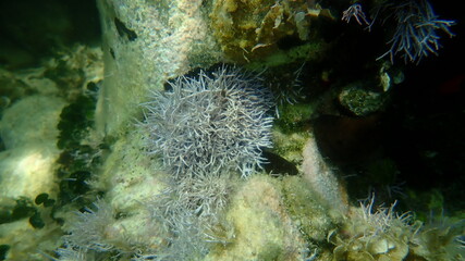 Naklejka na ściany i meble Red algae Amphiroa rigida undersea, Aegean Sea, Greece, Halkidiki