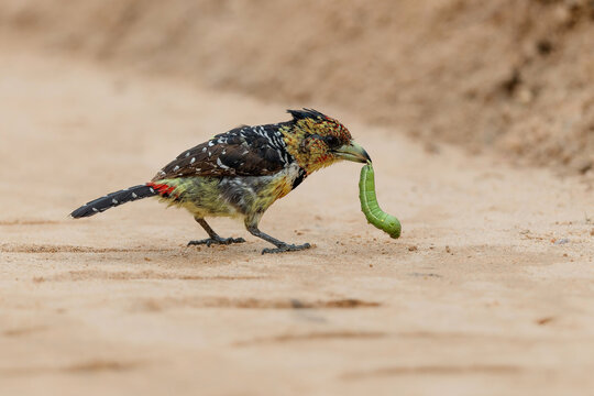 Crested Barbet (Trachyphonus vaillantii). The barbet has a caterpillar for prey and eats it by smashing it into pieces in Kruger National Park- South Africa