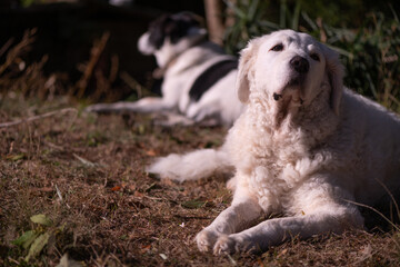 Two dogs lying in the garden on a sunny winter day