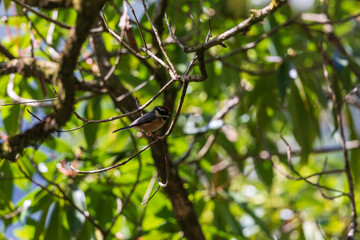 Black-throated bushtit (Aegithalos concinnus) at Lava, West Bengal, India