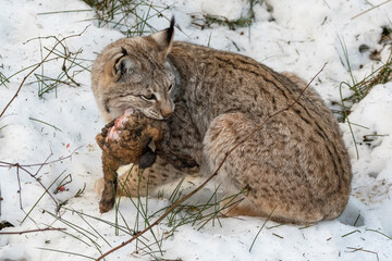 Luchs mit Beute