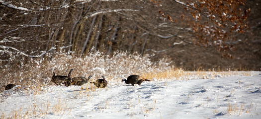 Wild turkeys (Meleagris gallopavo) after a Wisconsin snow storm in December