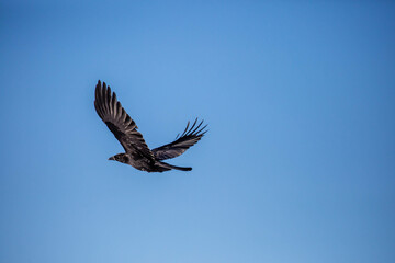 Common crow (Corvus brachyrhynchos) flying in a blue sky