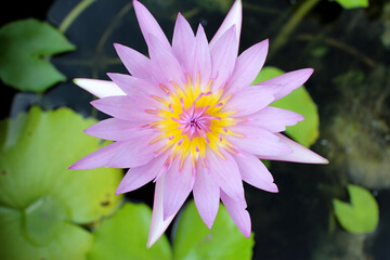 pink blooming water lily flower