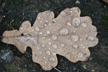 Liście po deszczu © Alfred