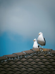 Close-up view of two seagulls sitting on concrete tile hip roof